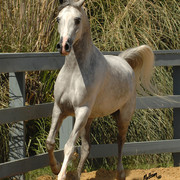Santa Ynez Valley Arabian Breeders Celebration
