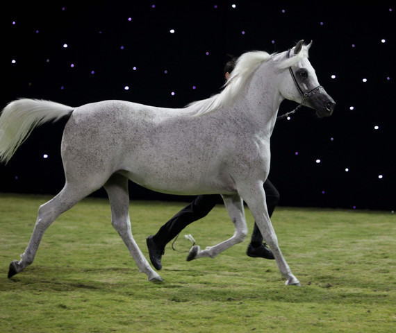 Ajman Show 2010 (Day 1)