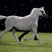 Ajman Show 2010 (Day 1)