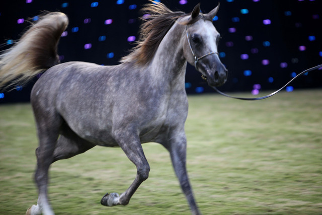 Ajman Show 2010 (Day 1)