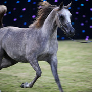 Ajman Show 2010 (Day 1)