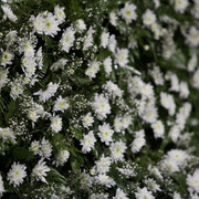 Ajman Show 2010 (Day 1)