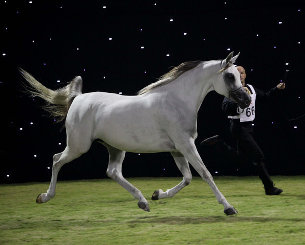 Ajman Show 2010 (Day 1)