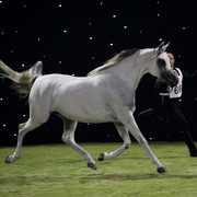 Ajman Show 2010 (Day 1)