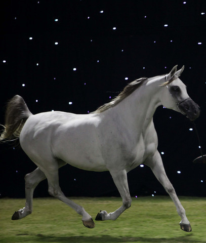 Ajman Show 2010 (Day 1)