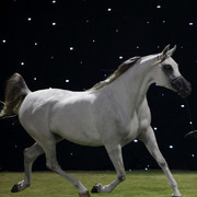 Ajman Show 2010 (Day 1)