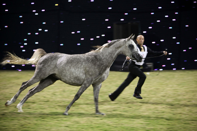 Ajman Show 2010 (Day 1)