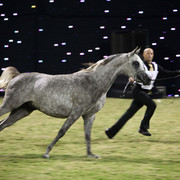 Ajman Show 2010 (Day 1)