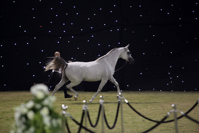 Ajman Show 2010 (Day 1)