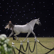 Ajman Show 2010 (Day 1)