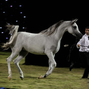 Ajman Show 2010 (Day 1)