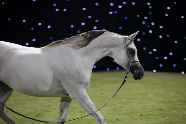 Ajman Show 2010 (Day 1)