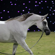 Ajman Show 2010 (Day 1)