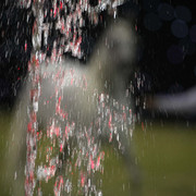 Ajman Show 2010 (Day 1)