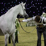 Ajman Show 2010 (Day 1)