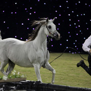 Ajman Show 2010 (Day 1)