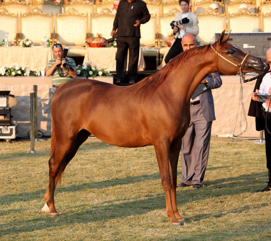 Ajman Show 2010 (Day 1)