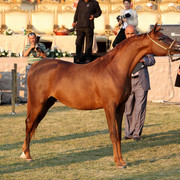 Ajman Show 2010 (Day 1)