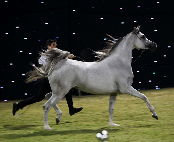 Ajman Show 2010 (Day 1)