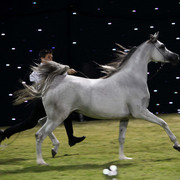 Ajman Show 2010 (Day 1)