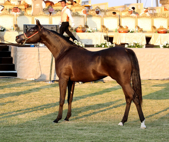 Ajman Show 2010 (Day 1)