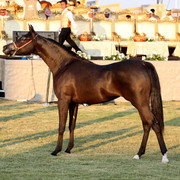 Ajman Show 2010 (Day 1)