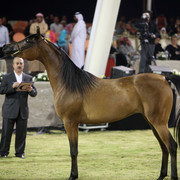 Ajman Show 2010 (Day 1)