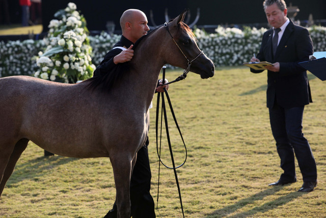 Ajman Show 2010 (Day 1)