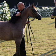 Ajman Show 2010 (Day 1)