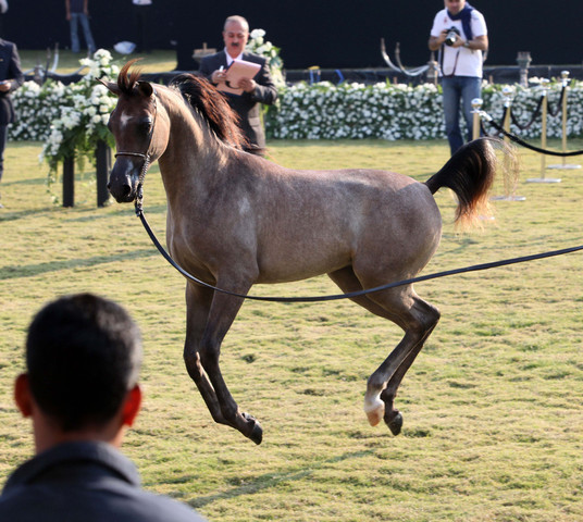 Ajman Show 2010 (Day 1)