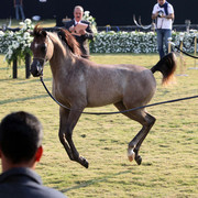 Ajman Show 2010 (Day 1)