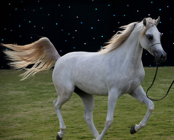 Ajman Show 2010 (Day 1)