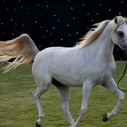 Ajman Show 2010 (Day 1)