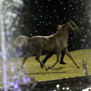 Ajman Show 2010 (Day 1)