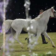 Ajman Show 2010 (Day 1)