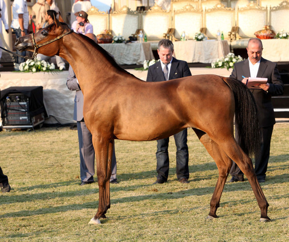 Ajman Show 2010 (Day 1)