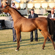 Ajman Show 2010 (Day 1)