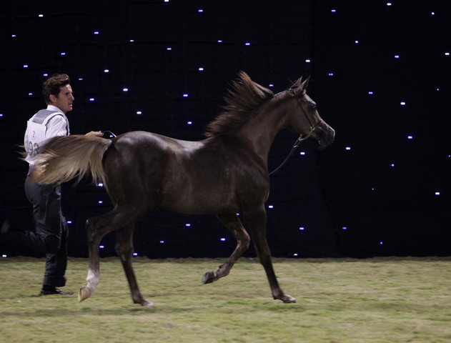 Ajman Show 2010 (Day 1)