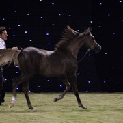 Ajman Show 2010 (Day 1)