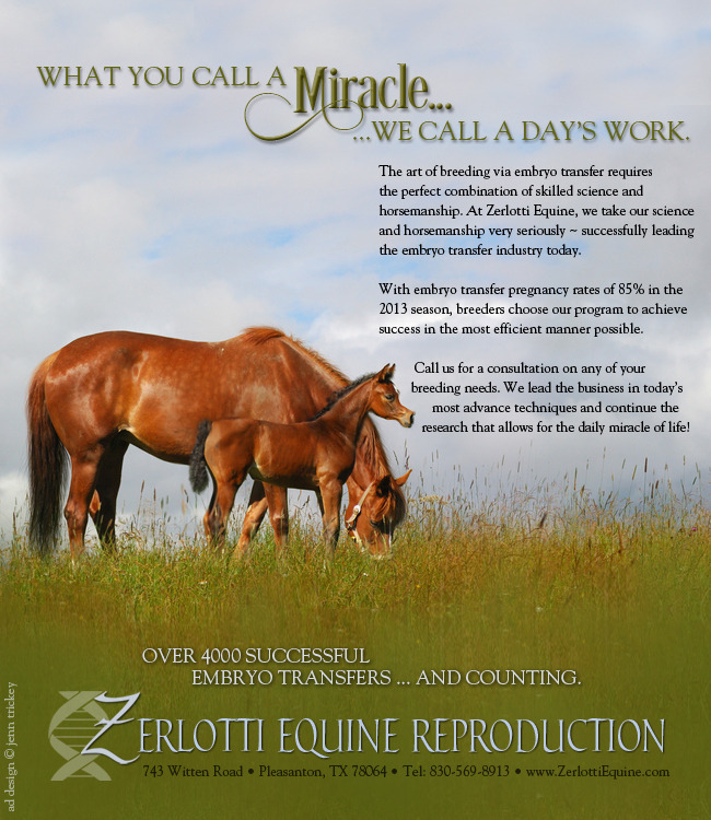 Zerlotti Equine A Leader in Embryo Transfers Arabian Horses
