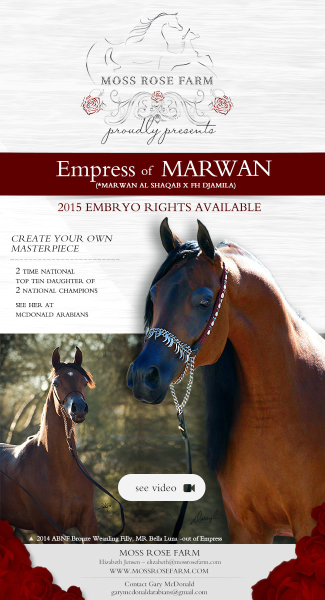 Create your own masterpiece Embryo opportunity Arabian Horses