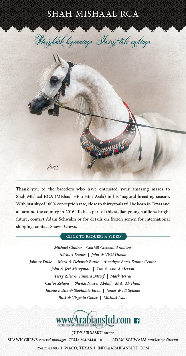 Wow, this one is a game changer! Arabian Horses, Stallions, Farms