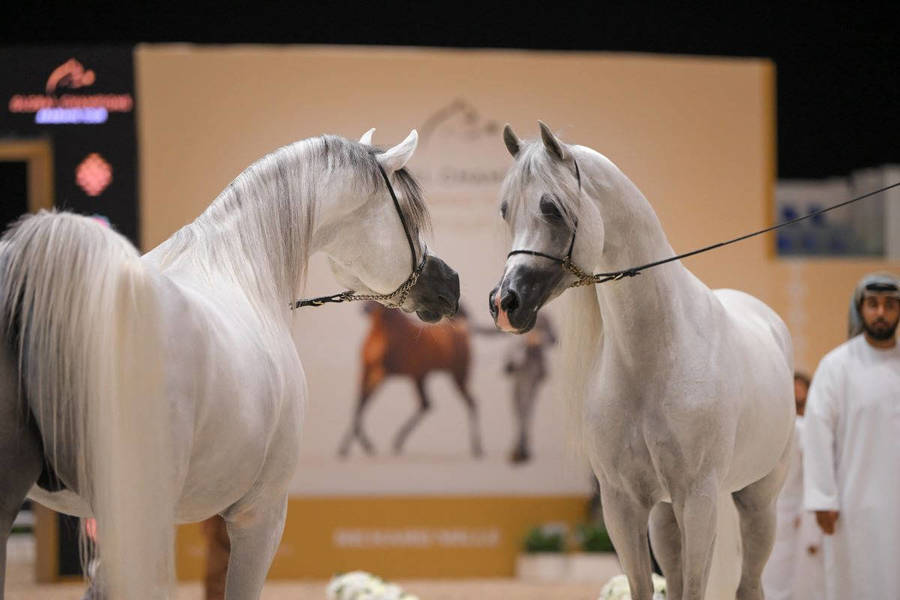 OPENING: GLOBAL CHAMPIONS ARABIANS TOUR ABU DHABI