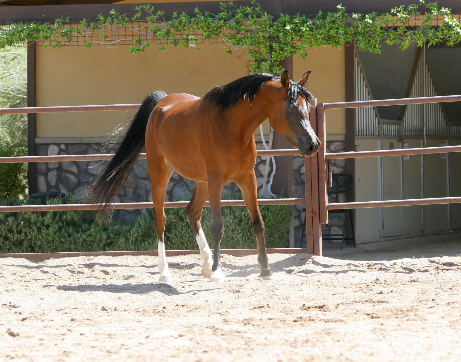 MY-CECILIA -  age 3 - Bay SE Mare