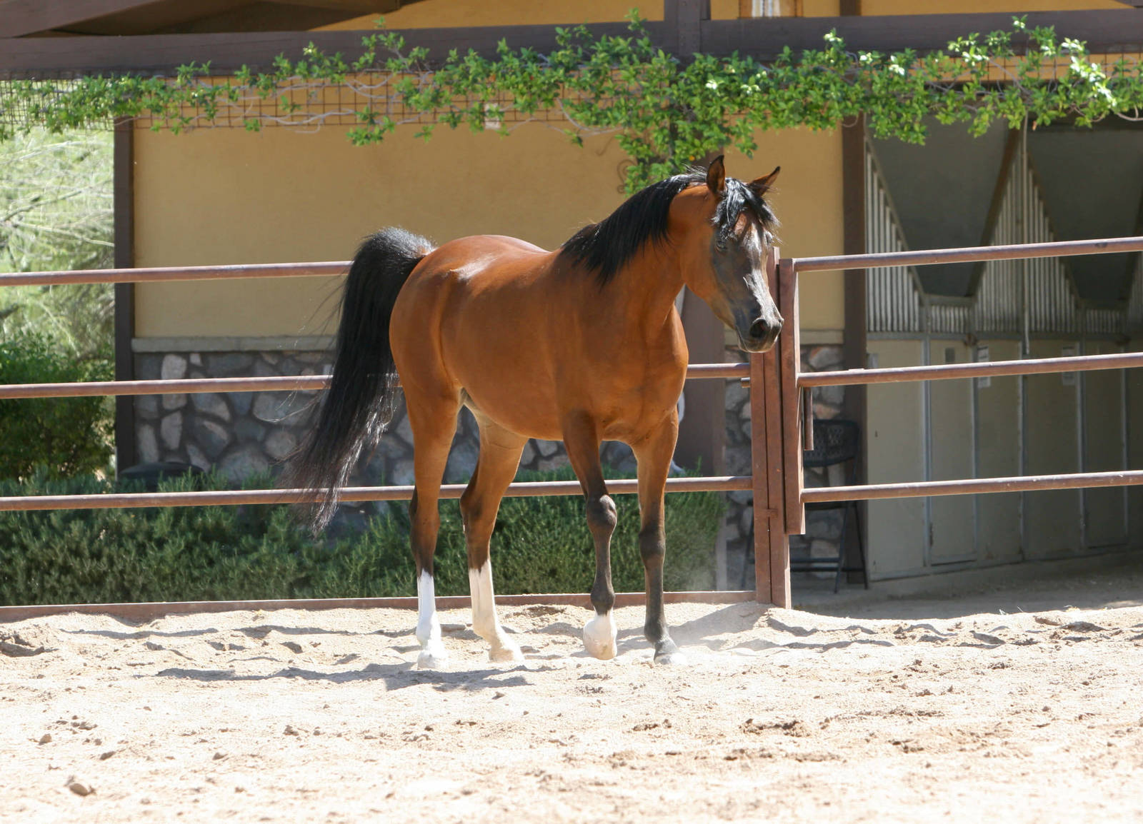 MY-CECILIA -  age 3 - Bay SE Mare