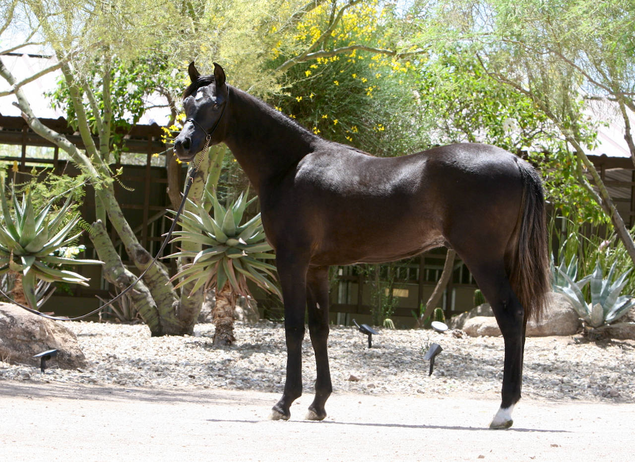 Yearling