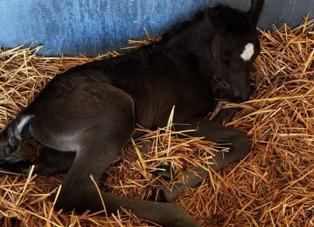 2 hours old
