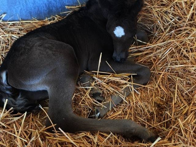2 hours old