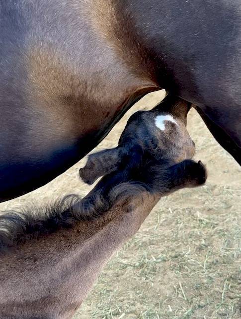 1 day old