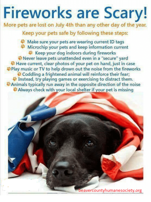 Reminder For Pet Owners Keep Your Dogs Safe During Fireworks! Beaver